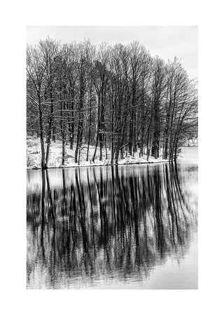 Black and white poster of bare trees reflected in a calm lake, Træer der spejler i søen design.