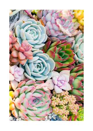 Close-up of various colorful succulents arranged together, featured on the Multicolor Sukkulent poster.