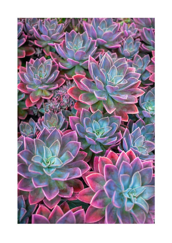 Poster featuring vibrant succulents with green centers and bright pink edges arranged closely together.