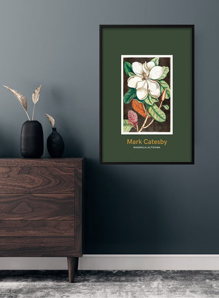 Laurel tree art print by Mark Catesby in a black frame, displayed on a dark wall above a wooden dresser.