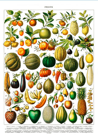 Vintage fruit and vegetable illustration poster featuring colorful produce with labels on a white background.