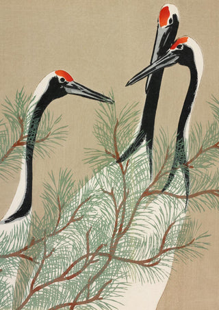 Three red-crowned cranes among green pine branches, Japanese art style from Traner fra Momoyogusa 1909 Plakat.