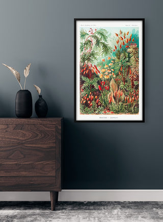 Framed Muscinae Laubmoose botanical illustration by Ernst Haeckel displayed on a dark wall above a dresser.