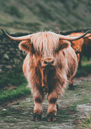 Highland cattle standing on a grassy path, featured on Field Naturposter product page.