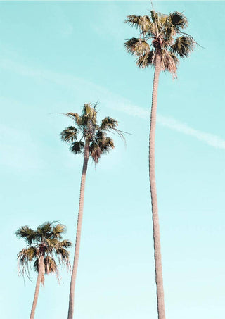 Three tall palm trees against a clear blue sky on the Tall Palms on Beach Plakat product page.