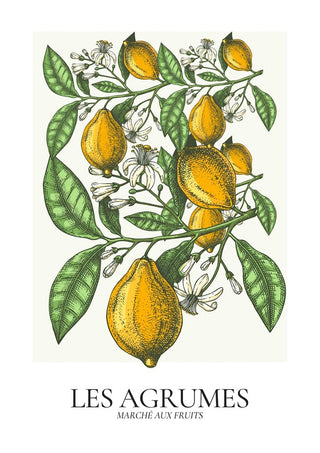 Illustration of lemons with green leaves and white blossoms, labeled "Les Agrumes" for a living room wall art print.