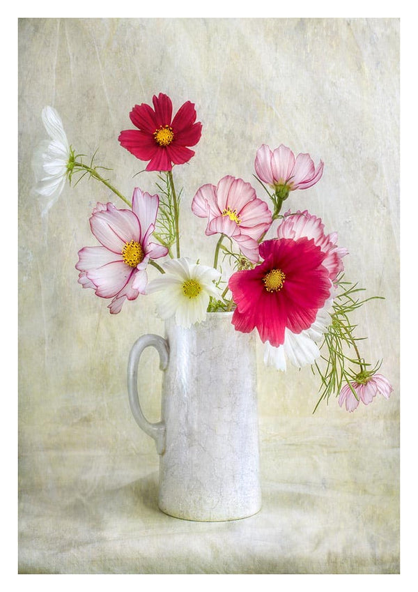 Cosmos Carnival by Mandy Disher featuring pink and white cosmos flowers in a white ceramic jug.