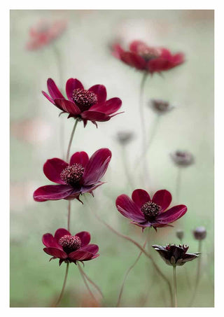 Delicate cosmos flowers with deep burgundy petals gently swaying, featured in Cosmos Sway by Mandy Disher.