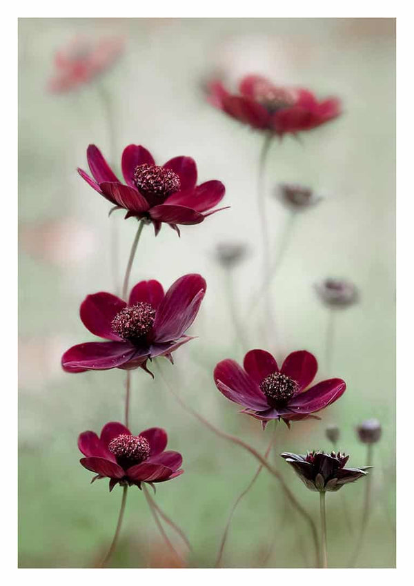 Delicate cosmos flowers with deep burgundy petals gently swaying, featured in Cosmos Sway by Mandy Disher.