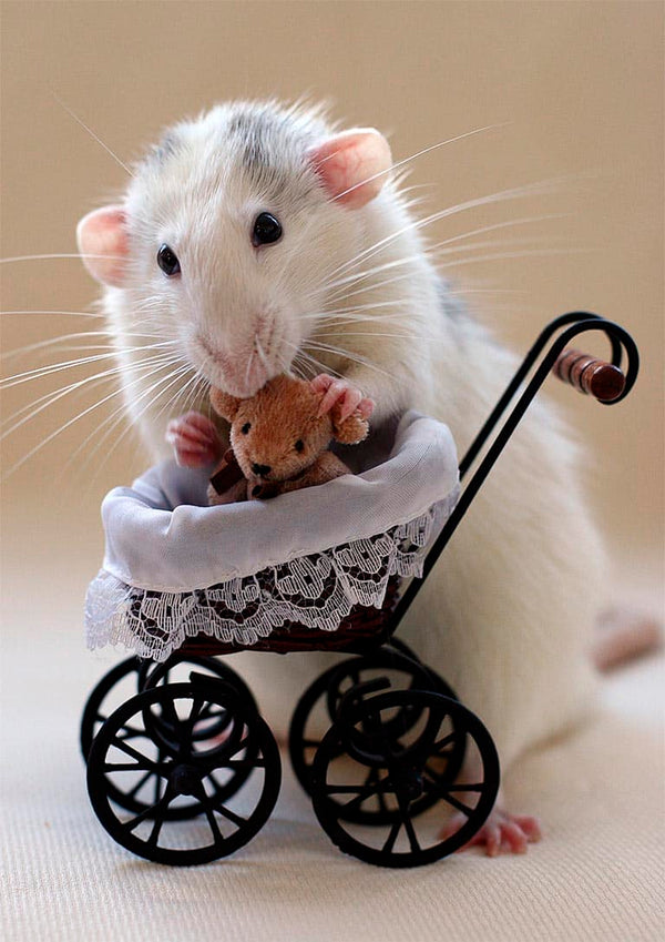 A cute rat holds a small teddy bear in a lace-trimmed stroller, perfect for My teddybear :) product page.