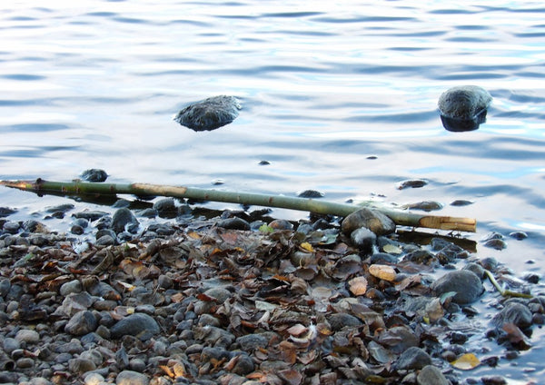 Sjöns puls by Ljilja Marinic - pale blue lake water above a shore of wet pebbles and leaves