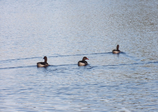 I det fria by Ljilja Marinic - three birds swimming in a diagonal across rippled open water