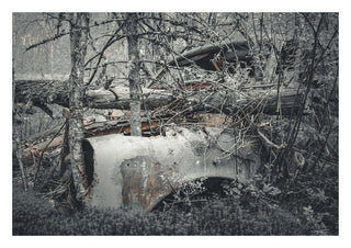 Decay by Lone Gjessing - a car wreck under fallen trunks in a grey birch wood