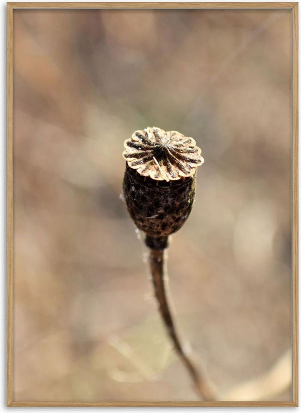 Macro photograph of a dried poppy seed head against a soft brown and beige background.