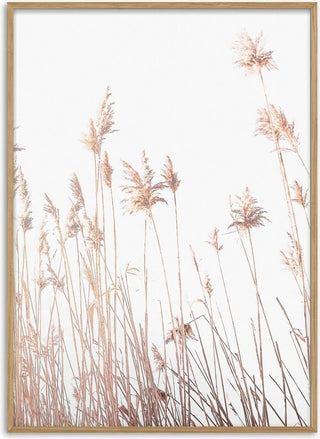Abstract Reeds Naturposter
