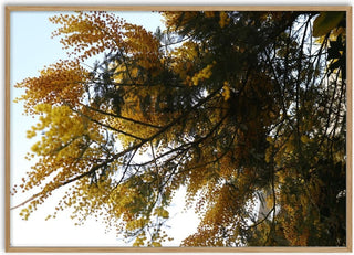 Acacia in Yellow - Elefteria