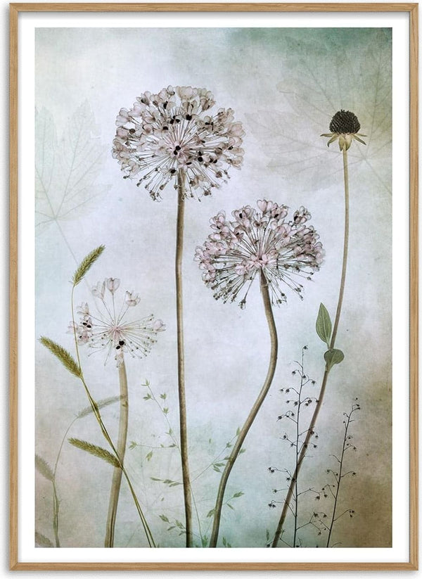 Art print of allium flowers with delicate stems and muted pastel background, by Mandy Disher.