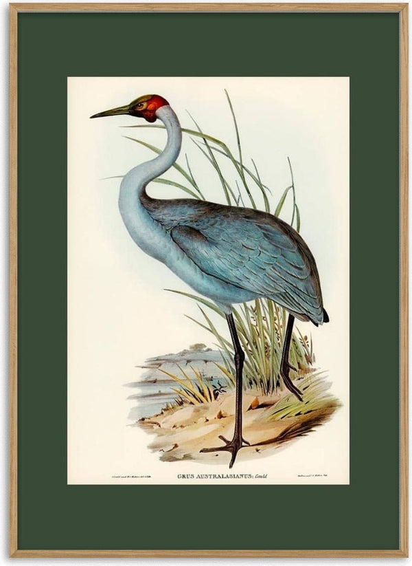 Illustration of an Australsk Trane by Elizabeth Gould, depicted standing near reeds and water.
