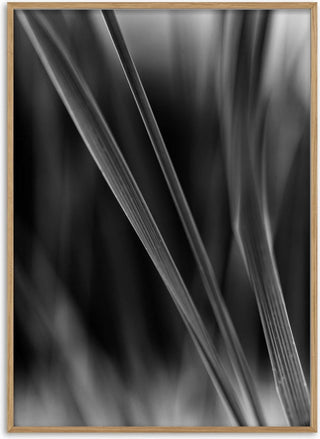 Diagonale Halme - Guido Lucker