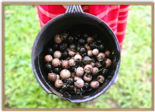 Dye with Ebony by Elefteria - a pot of black and pink ebony fruits held over green grass