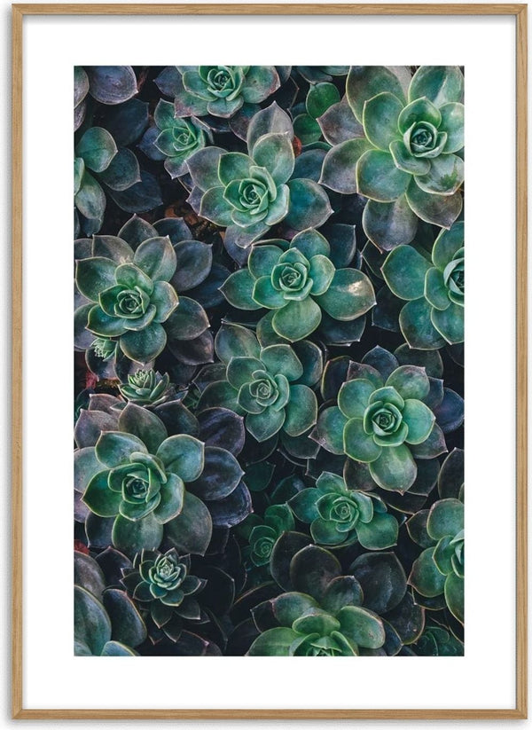 Green Sukkulent 2 poster featuring a close-up of lush green succulent plants arranged in a dense pattern.