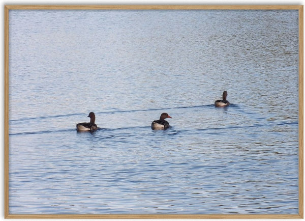 I det fria by Ljilja Marinic - three birds swimming in a diagonal across rippled open water