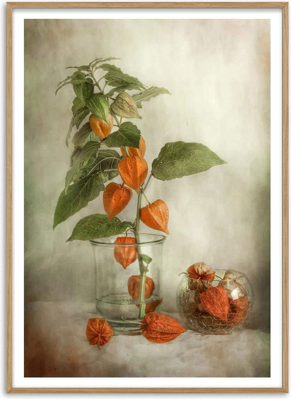 Still life of orange lantern flowers in clear glass vases, featured on the Lanterns - Mandy Disher product page.