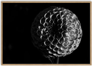 Lunar Bloom - Guido Lucker