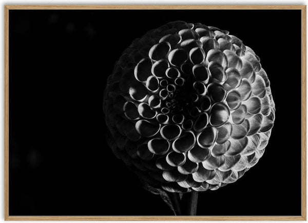 Lunar Bloom by Guido Lucker - black and white photograph of a dahlia lit from the side against a black background