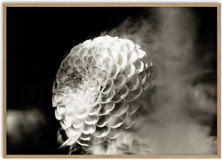 Lunar Bloom III - Guido Lucker