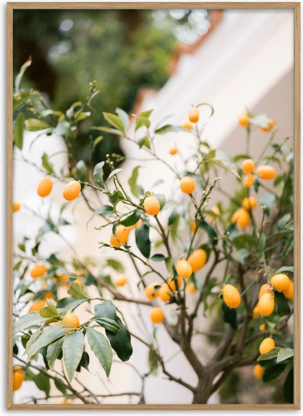 Branch of an Orange Capri tree with ripe orange fruits and green leaves, outdoors near a light-colored building.