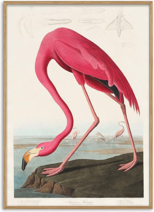 Illustration of a pink flamingo by John James Audubon, bending its neck near a shoreline with other flamingos in the background.