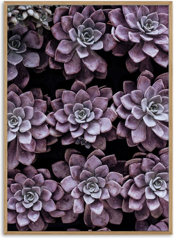 Purple succulents arranged closely together, featured on the Purple Sukkulent poster.
