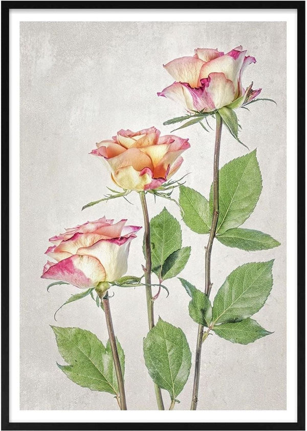 Three pink and cream roses with green leaves, photographed artistically against a light textured background.