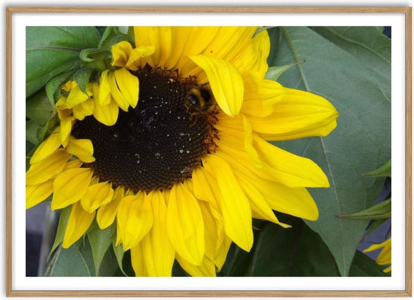 Solrosen som bäst by Ljilja Marinic - a sunflower in close-up with a bumblebee on its dark seeded centre