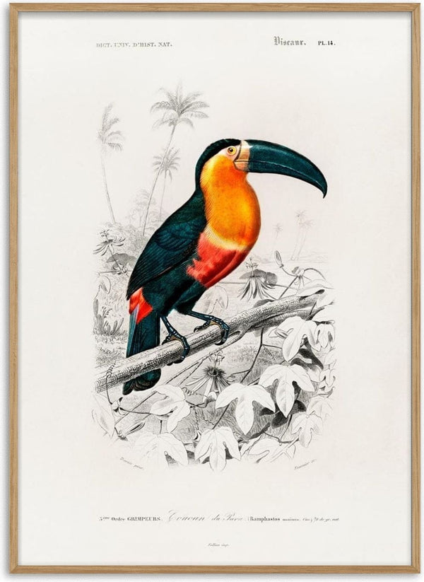 Illustration of a toucan with an orange chest on a branch, by Charles Dessalines Plakat.