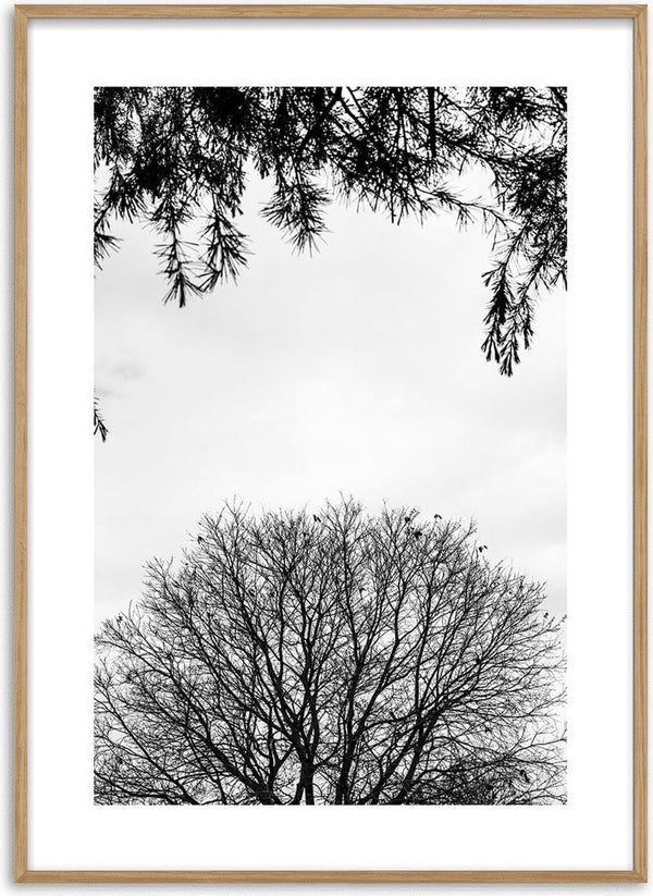 Black and white poster featuring bare tree branches against a light sky with pine needles at the top edge.