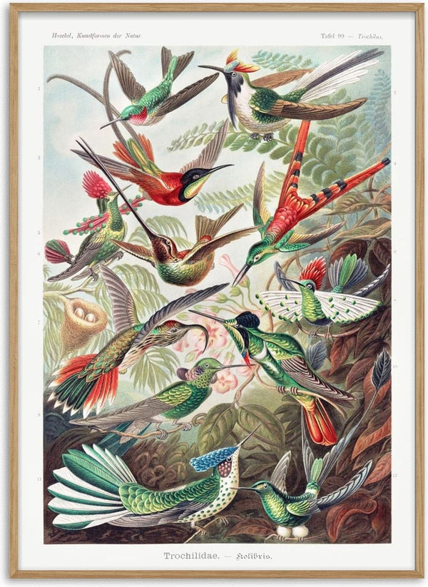 Vintage illustration of colorful hummingbirds from Trochilidae by Ernst Haeckel, perched and flying in a lush forest.